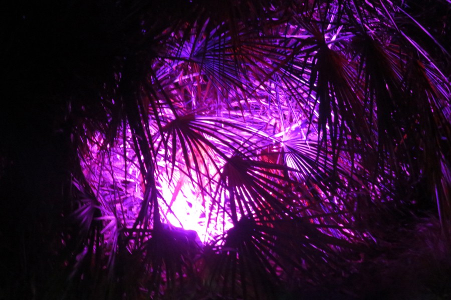 purple palm texture