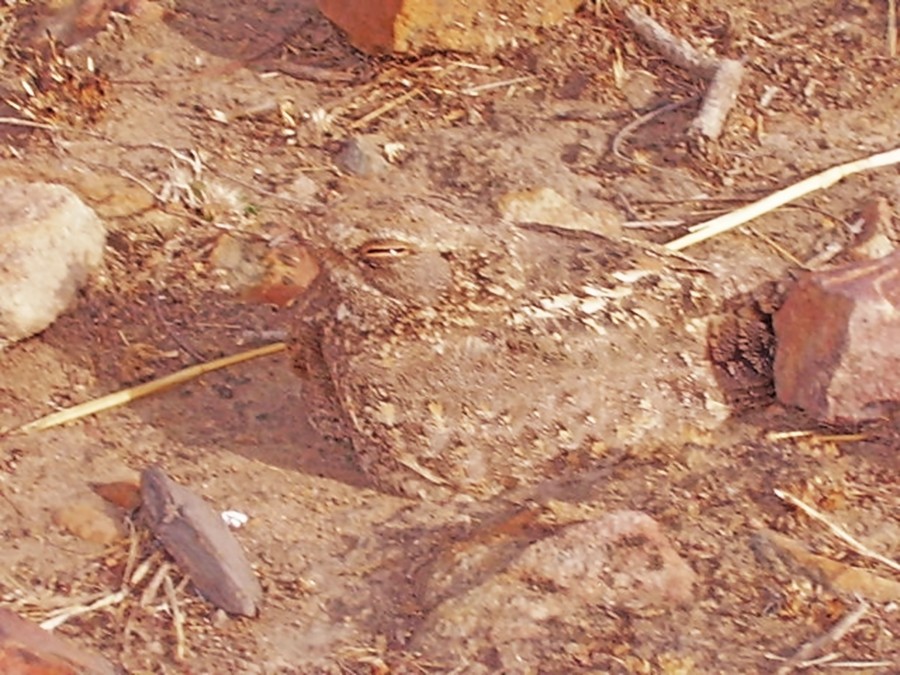 Sykes Nightjar