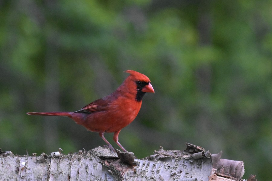 Northern Cardinal perched on a birch log.