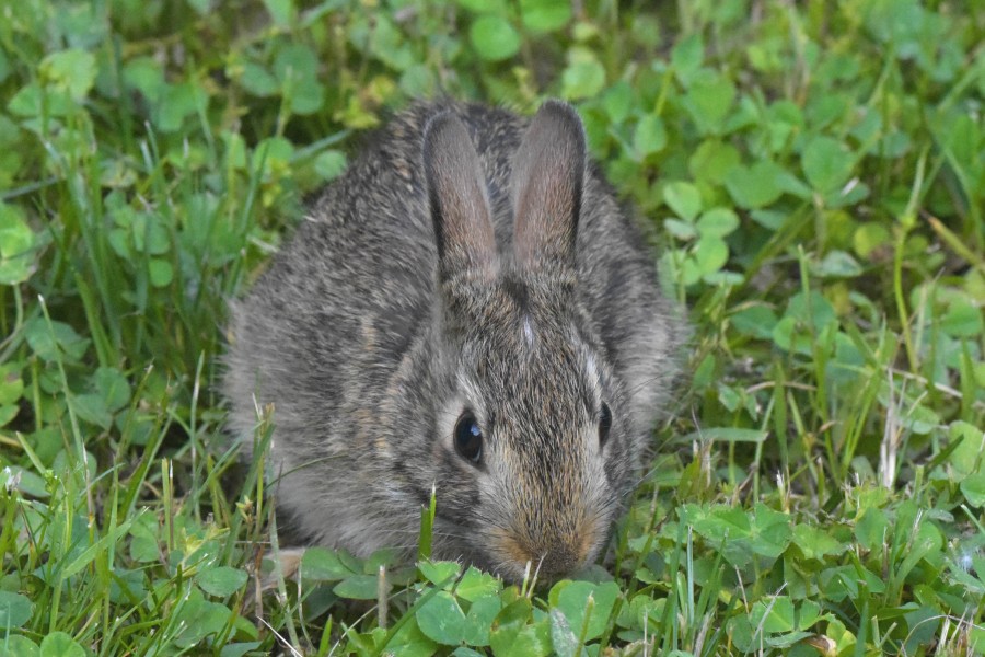 Baby Rabbit trying to hide