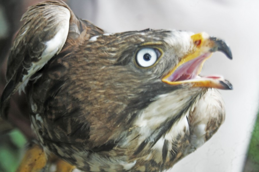 White eye buzzard