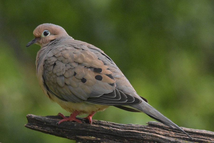 Mourning Dove.