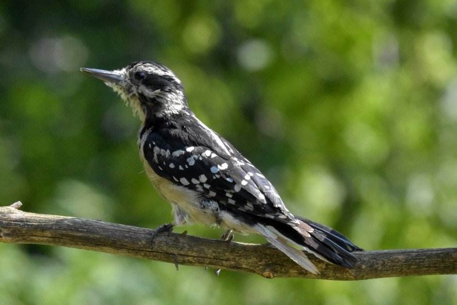 Hairy Woodpecker perched on a branch.