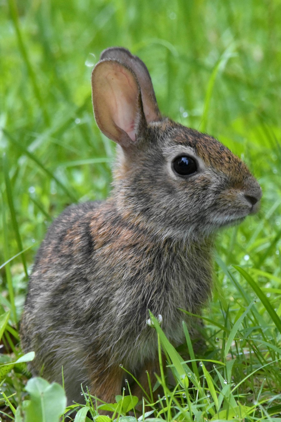 Baby rabbit in closeup profile.