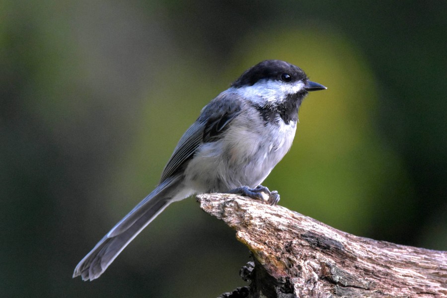 Black-Capped Chickadee.