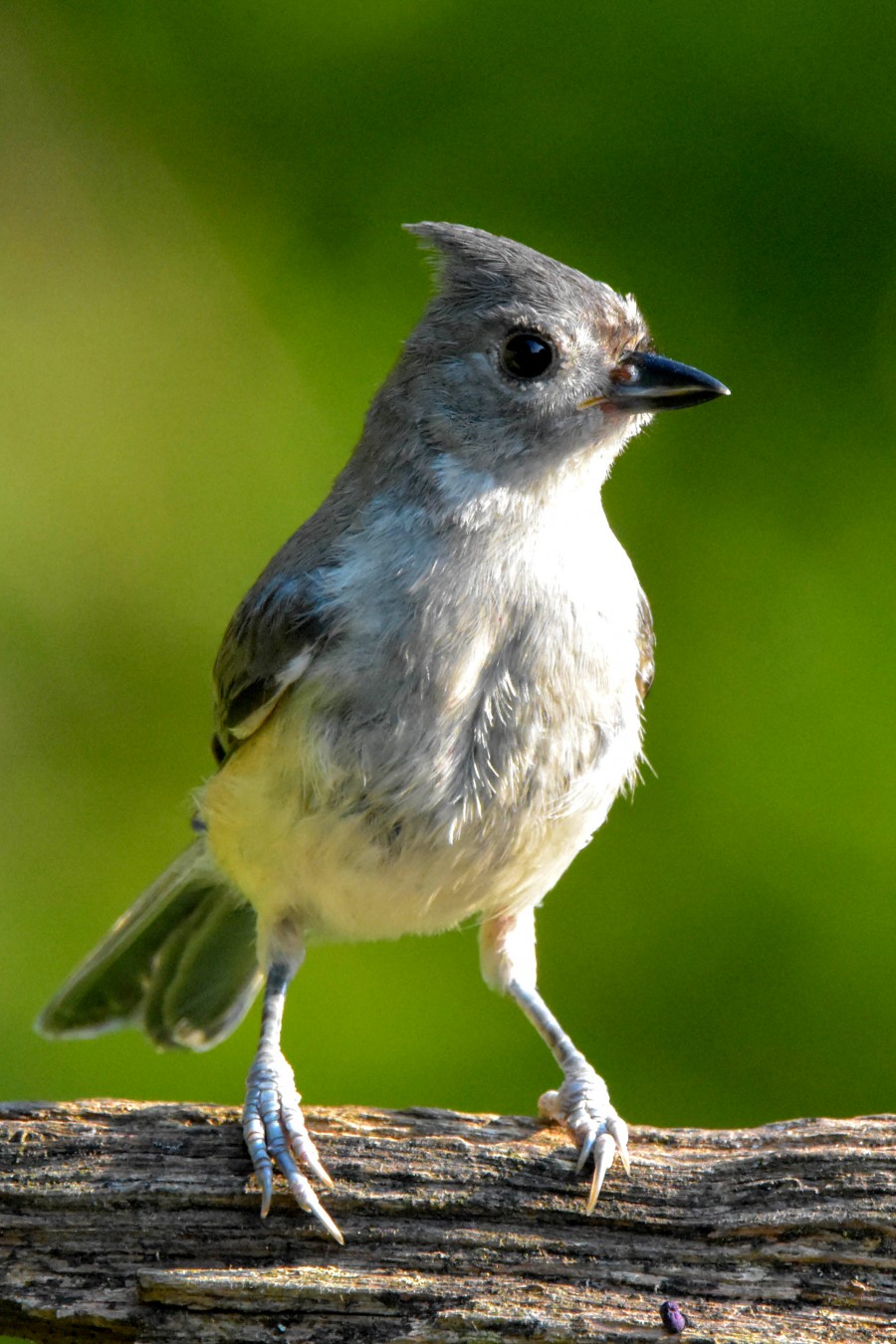 Tufted Titmouse.