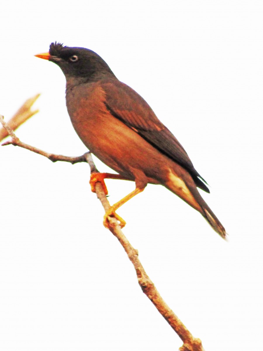 jungle myna