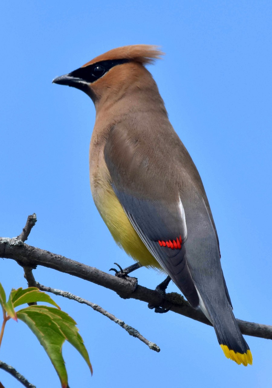 Summer Visitor
