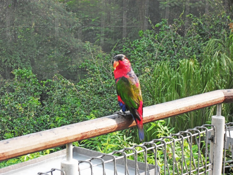 Black cap lorikeet
