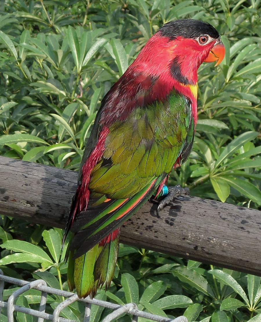 black cap lorikeet