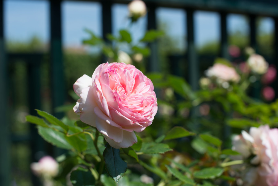 Roses are pink