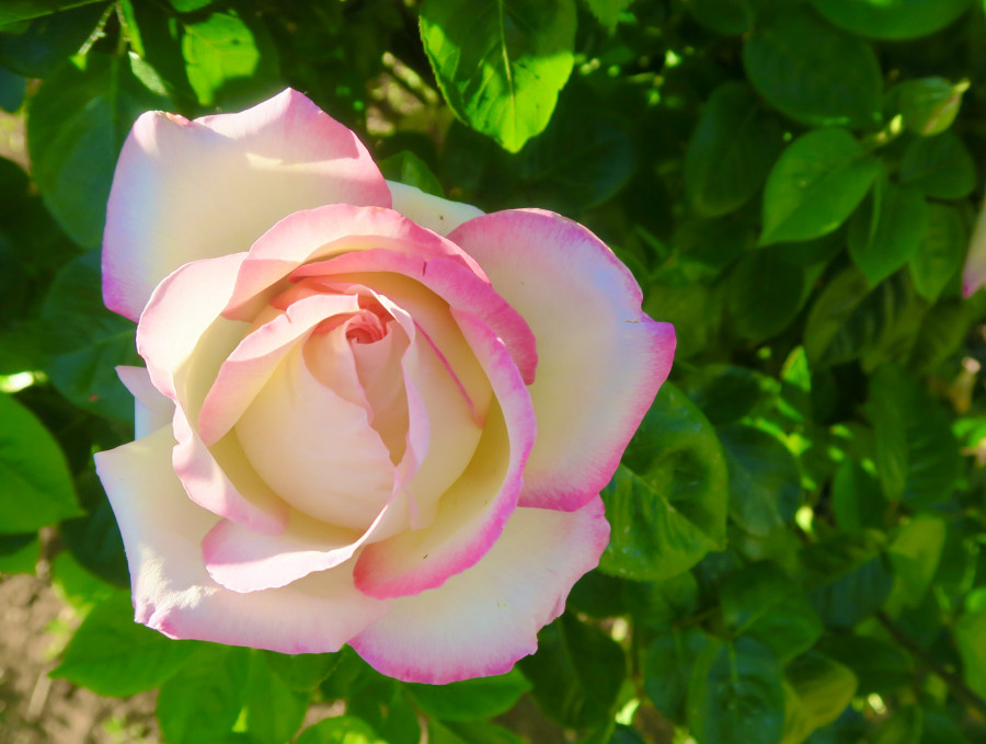 Gül Rose