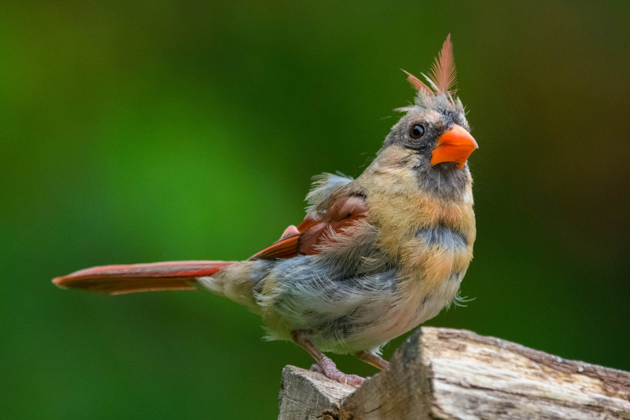 Moltiing season for birds.