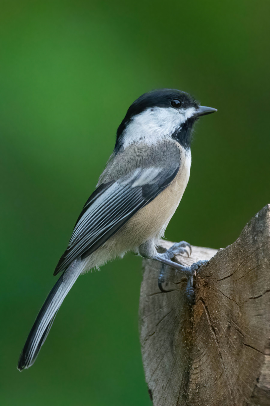 Chickadee on a log