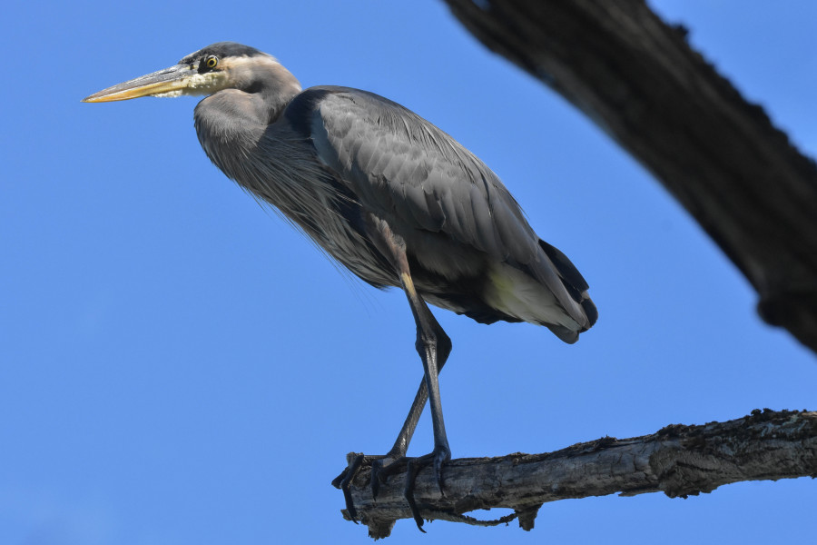 Lofty perch.