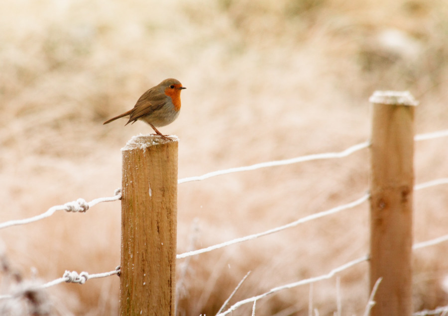 European Robin