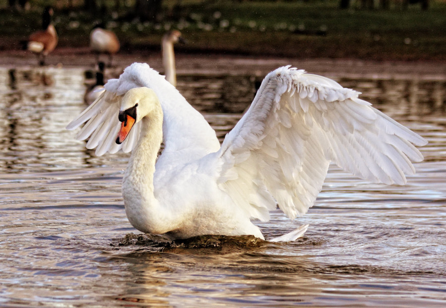 Elegant Swan