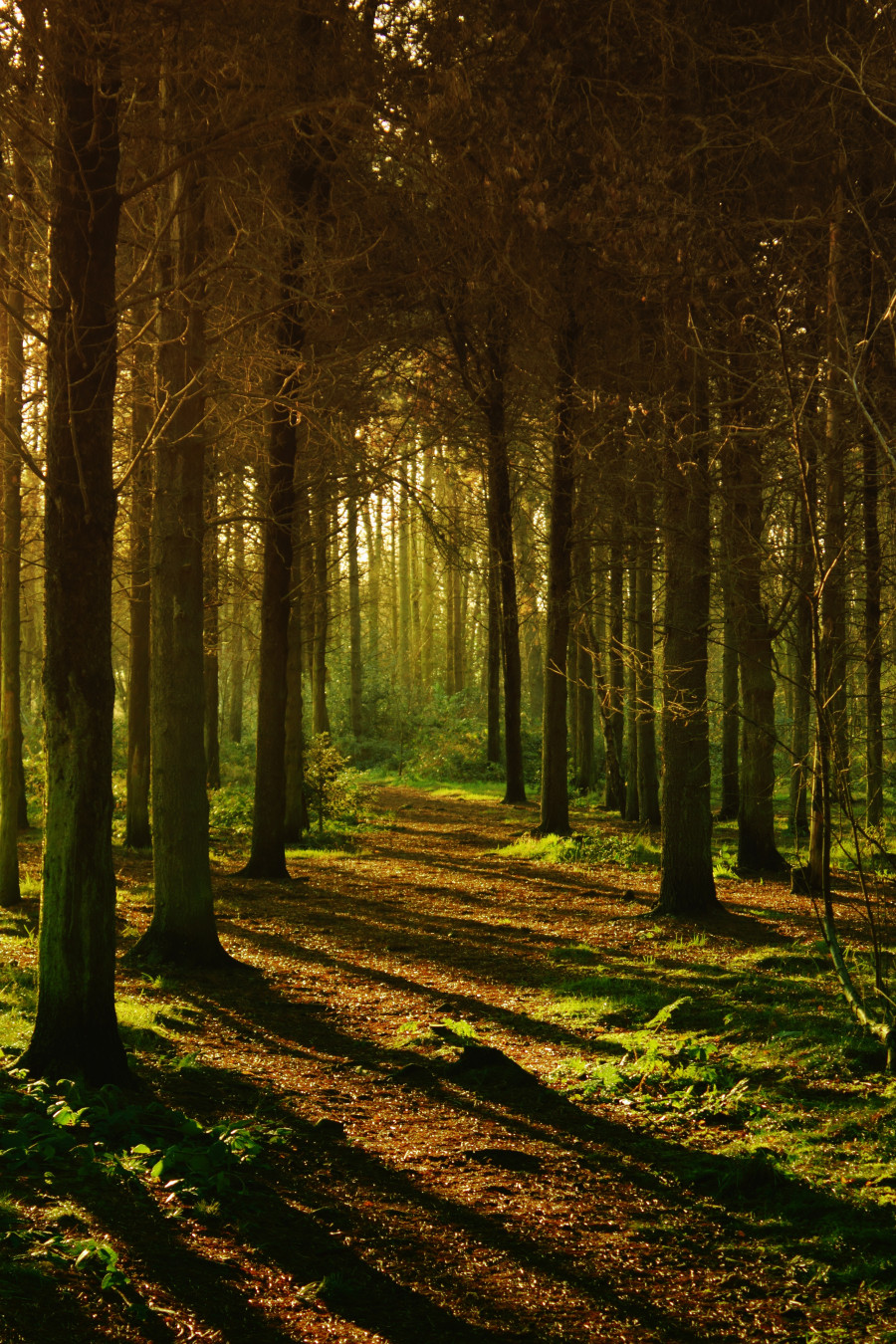 Pine Forest