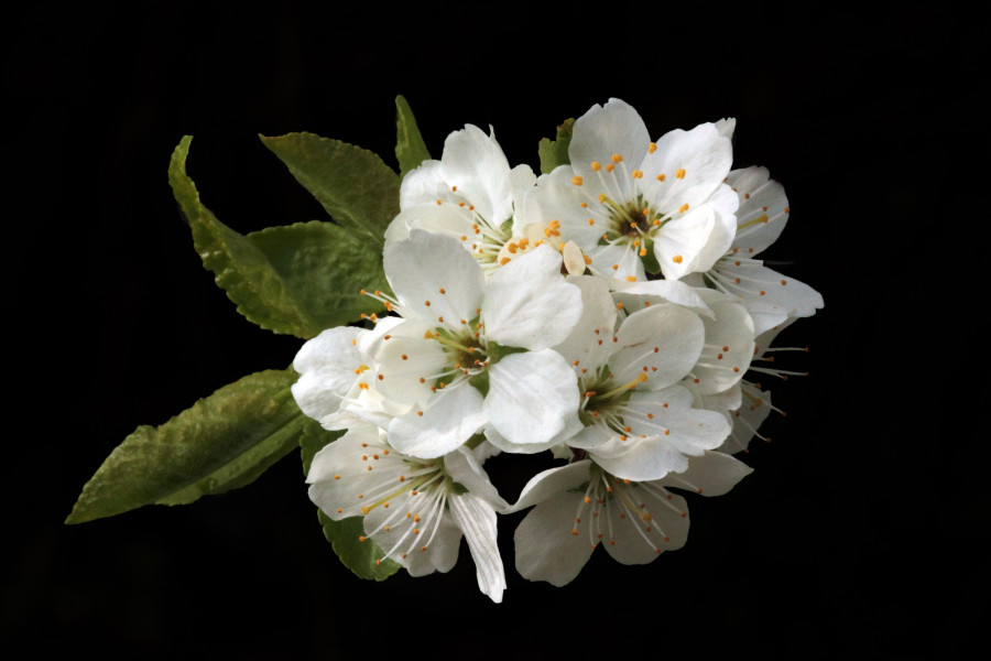 White Blossom On Black