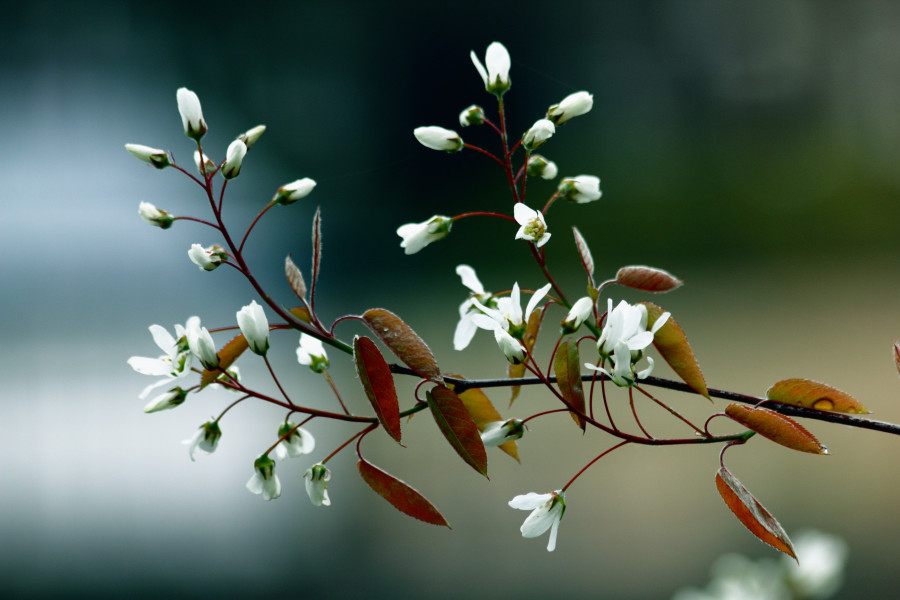 Spring Tree Blossom