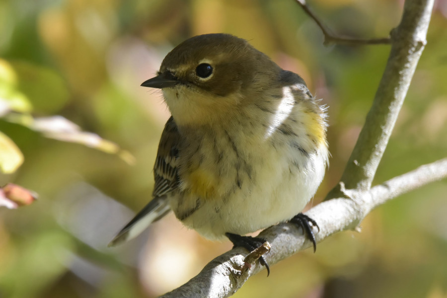 Yellow-Rumpted Warbler