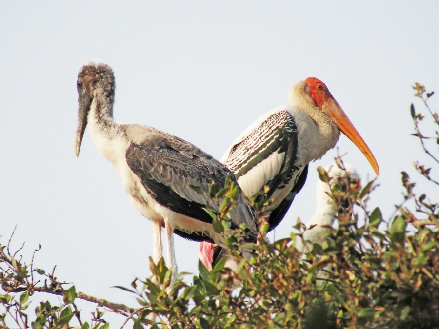 Painted stork
