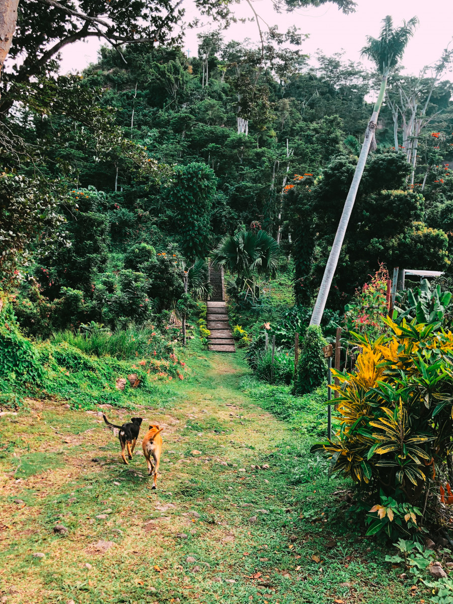 Jungle Pals