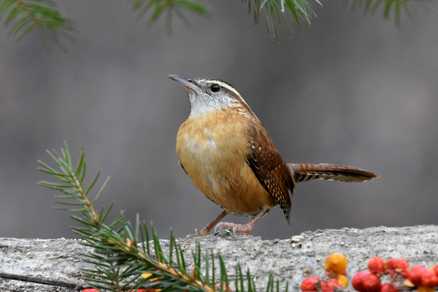 Carolina Wren.