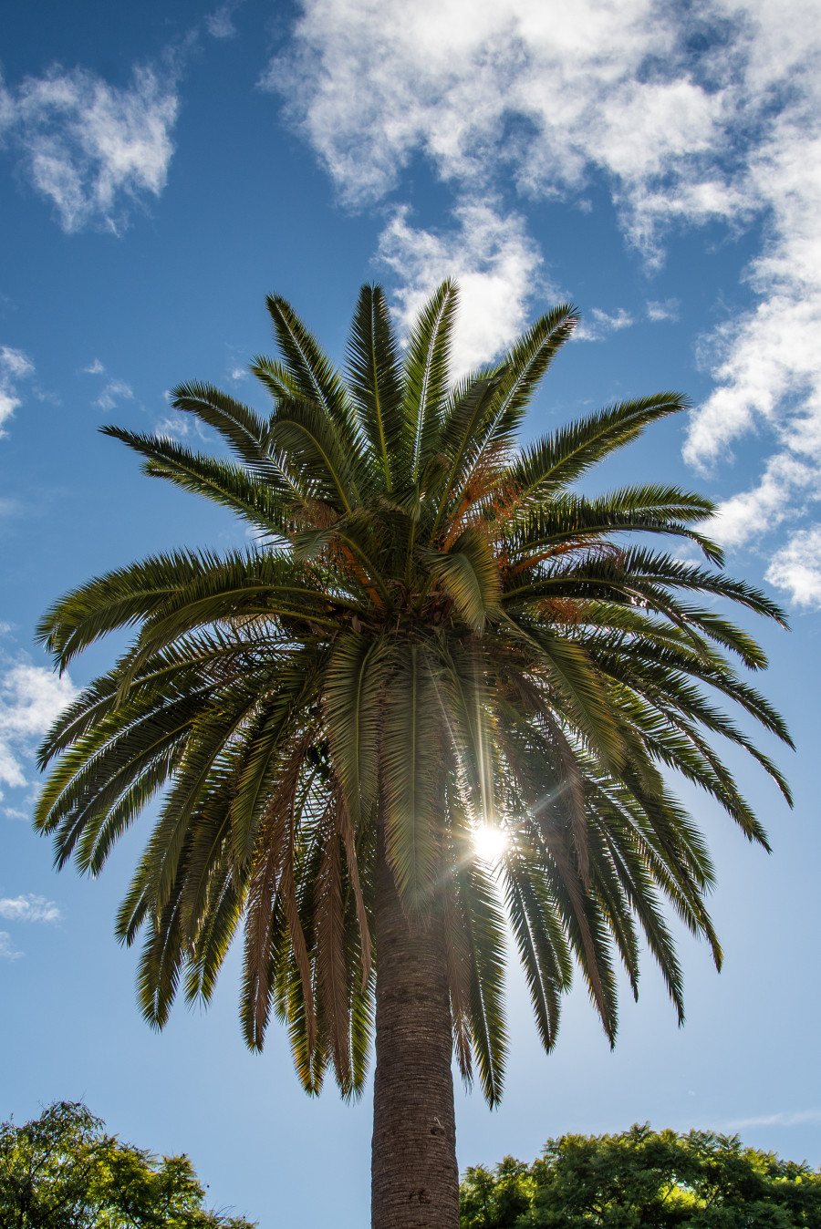 Palm tree