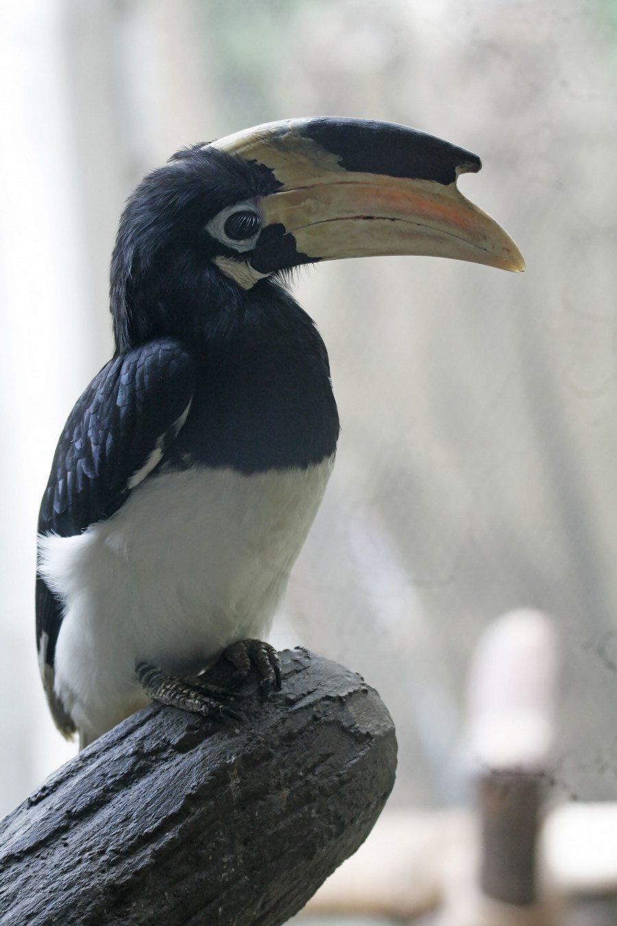 malabar pied hornbill
