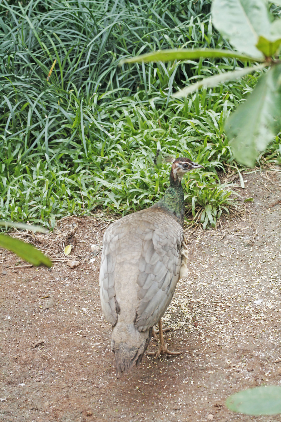 Peacock female