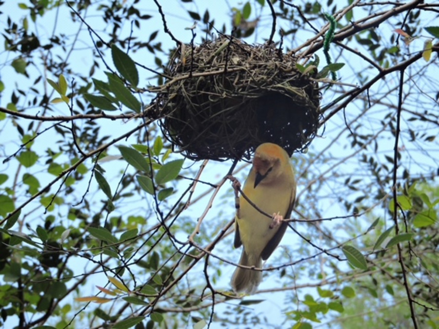 Birds Nest