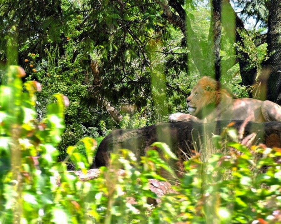 Lion in Wilderness