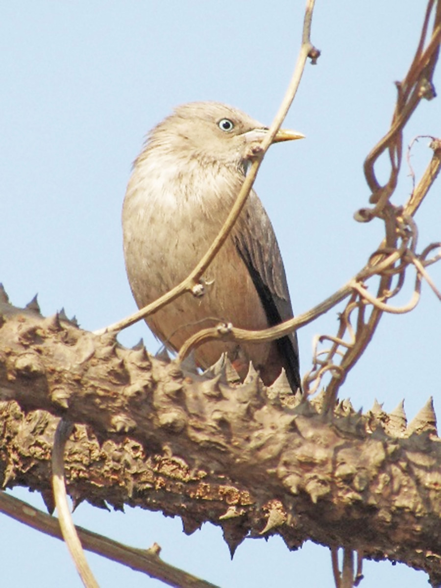 White headed starling