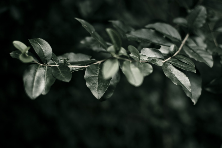 Dark Leaves Background