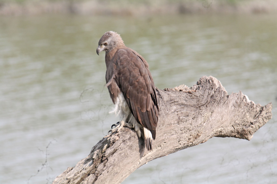 Grey headed fish eagle