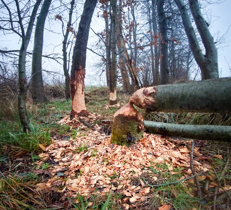 beaver at work