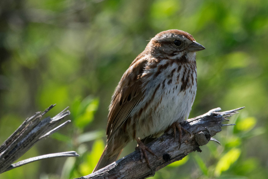 Song Sparrow