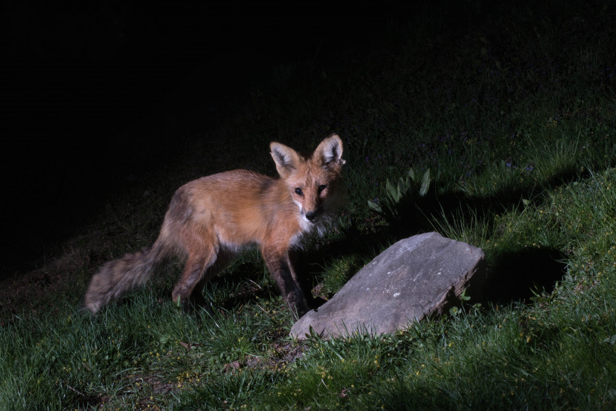 Little predator on the prowl.