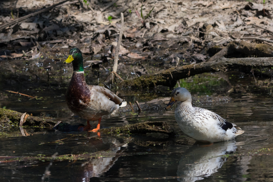 Mated pair of mallards in a marsh,