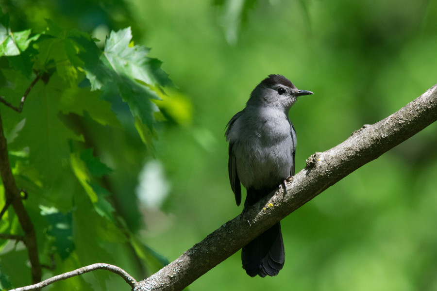 Grey Catbird perched on a branch