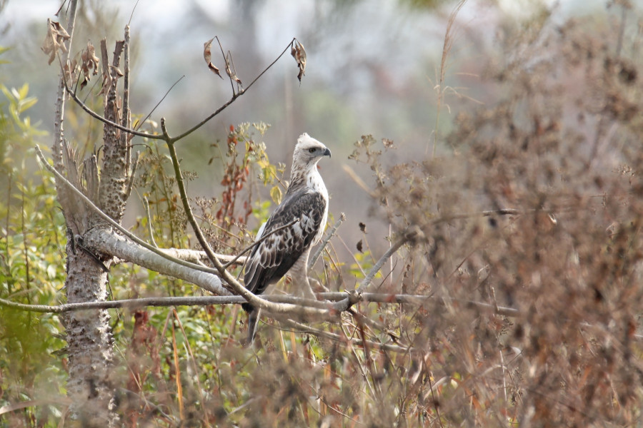 Changable hawk eagle