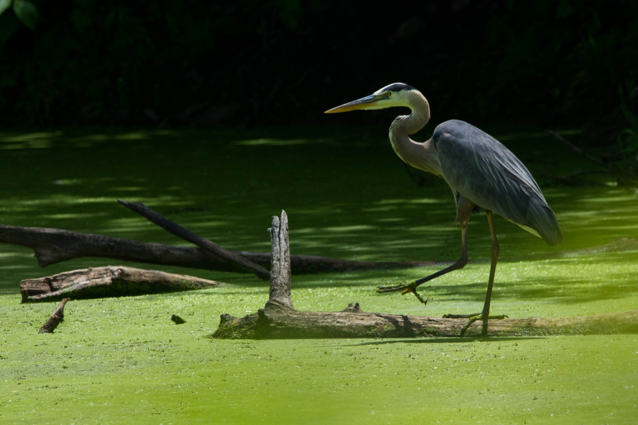 Balancing act.