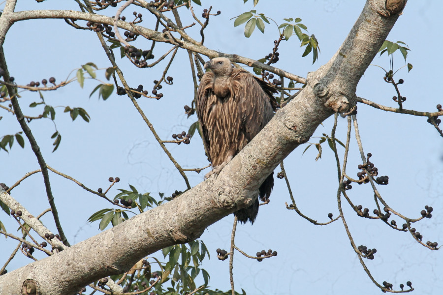 Himalayan vulture
