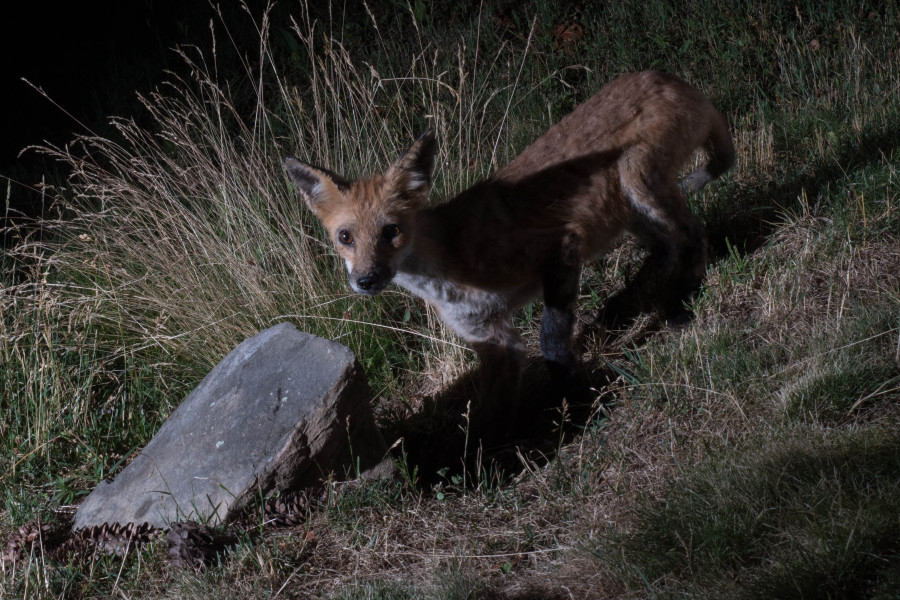 Vixen on the prowl.