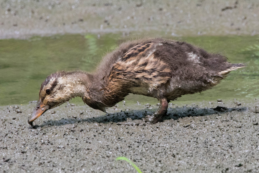 The muddy duckling.