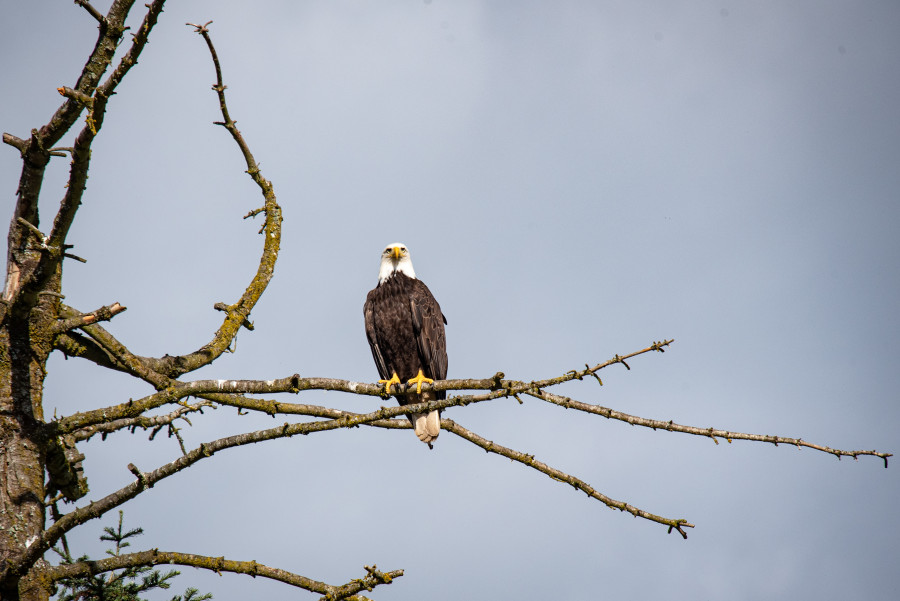 Bald eagle in tree