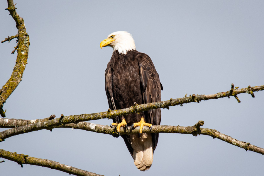 Bald eagle