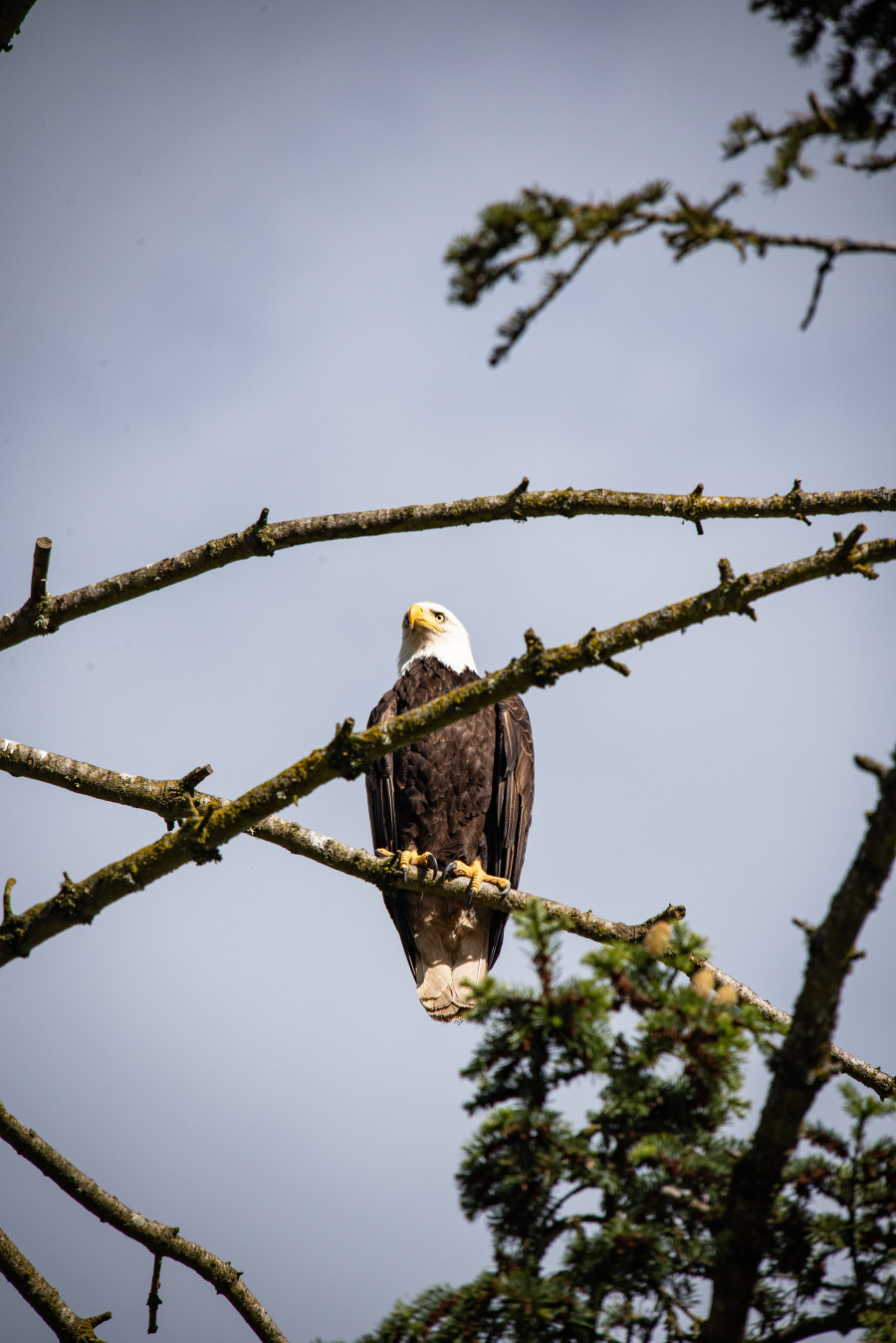 Bald eagle on the watch