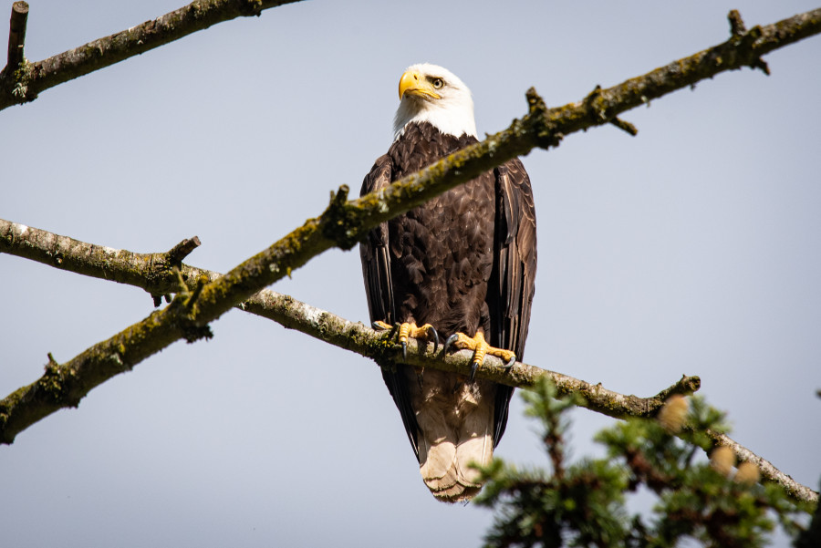 Bald eagle